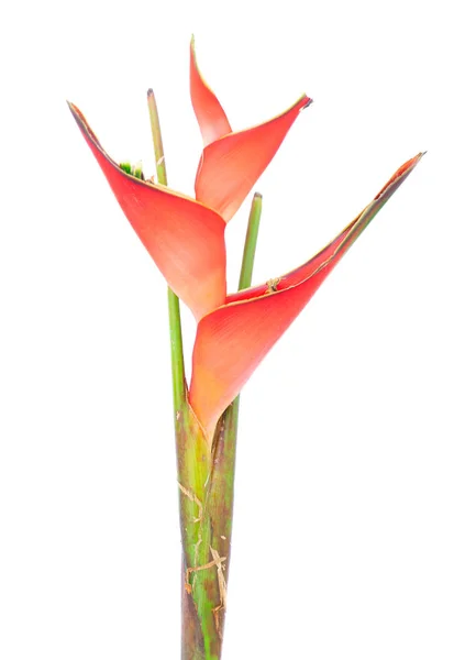 Heliconia piros virágok — Stock Fotó