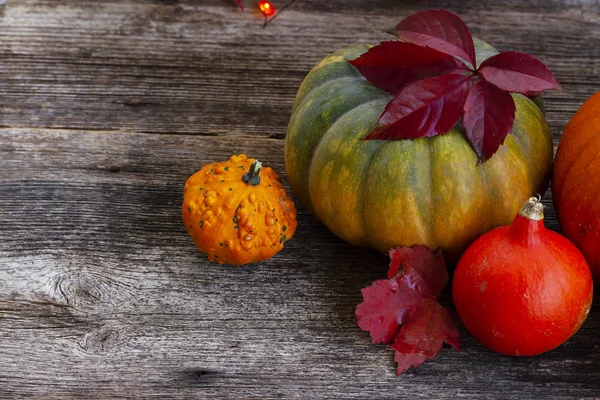 Fall harvest of pumpkins — Stock Photo, Image