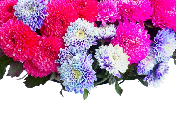 blue chrysanthemum flowers