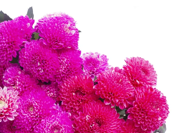 青菊の花 — ストック写真