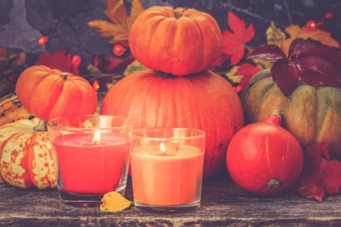 Kabak hasat sonbahar