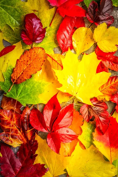 Natürliches Herbstlaub — Stockfoto