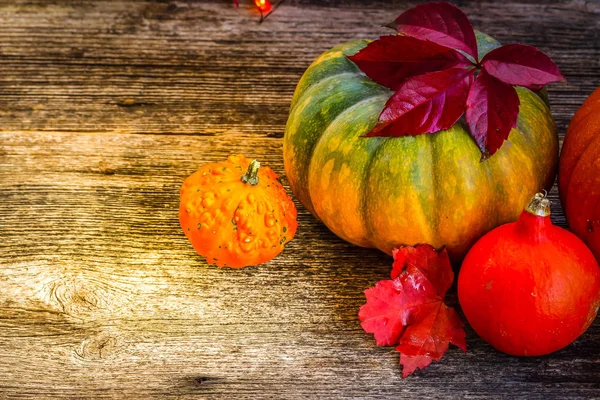 Cosecha de otoño de calabazas — Foto de Stock