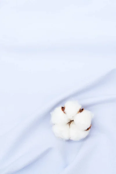Surové bavlny pupeny na bavlněné textury — Stock fotografie