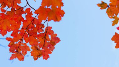 Titrek sonbahar yaprakları