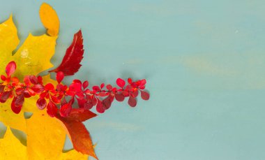 Sonbahar yaprakları mavi