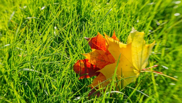 Gelbe und rote Herbstblätter — Stockfoto