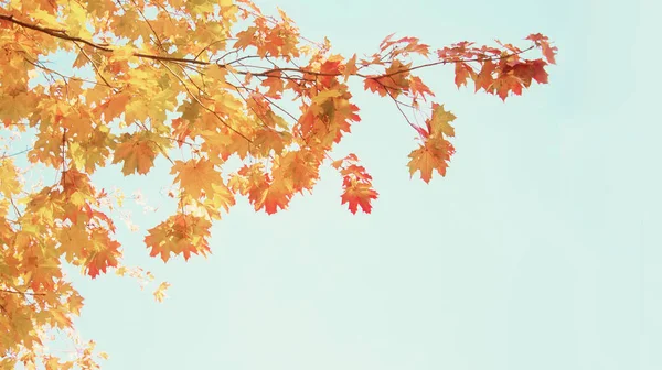 Gelber Ahorn im Herbstpark — Stockfoto