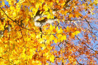 Titrek sonbahar yaprakları