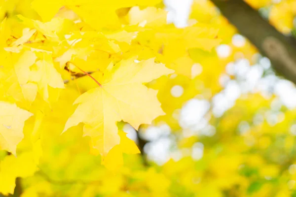 Яркая осенняя листва — стоковое фото