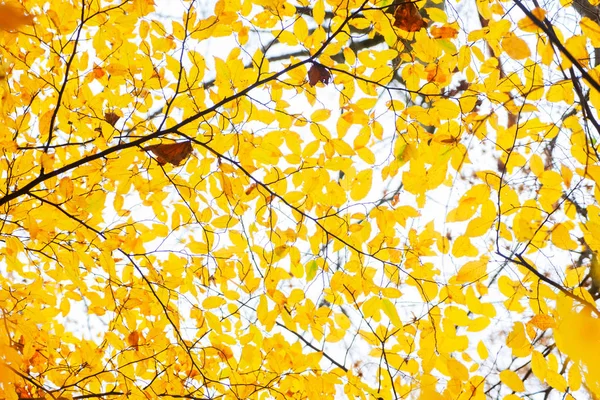 Lebendiges Herbstlaub — Stockfoto