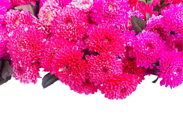 Blauwe chrysant bloemen — Stockfoto