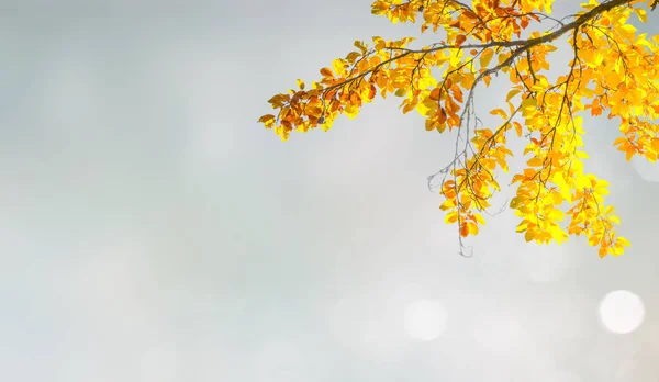 Herbst-Ahornblätter — Stockfoto