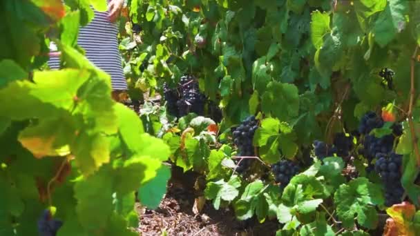 Weinberg mit roten Trauben — Stockvideo