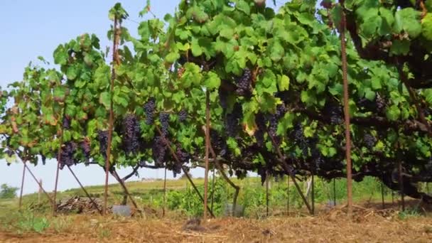 Viñedo con uva roja — Vídeo de stock