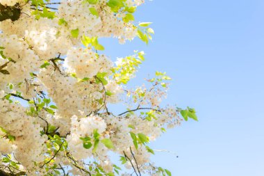 Kiraz ağacı çiçeği.