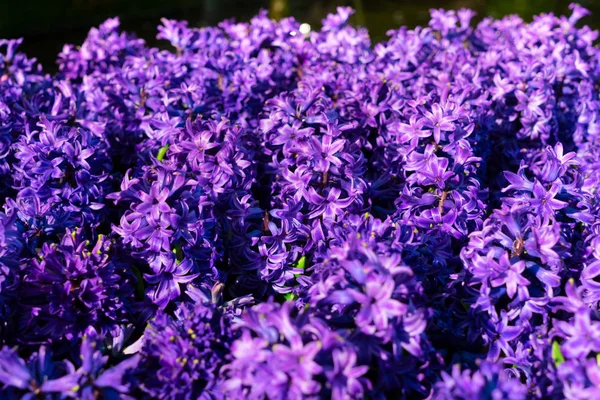 青いヒヤシンスの花 — ストック写真