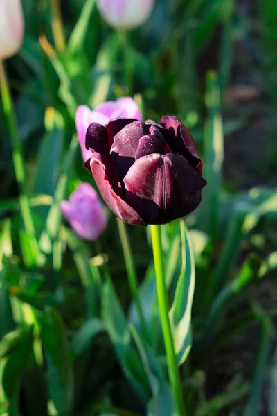 Cama de flores de tulipas e bluebell — Fotografia de Stock