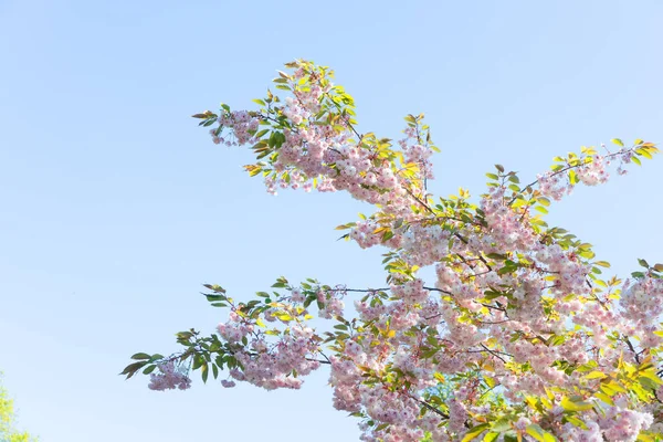 Kersenboom bloesem — Stockfoto