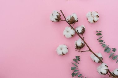 Eucaliptus çiçeklerle pamuk