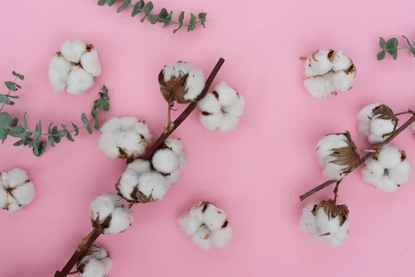 Flores de algodón con eucalipto —  Fotos de Stock