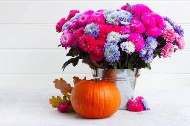 Kasımpatı çiçekleri Güz