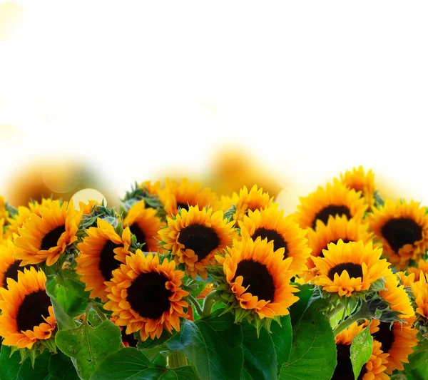 Dahlie und Sonnenblumen — Stockfoto