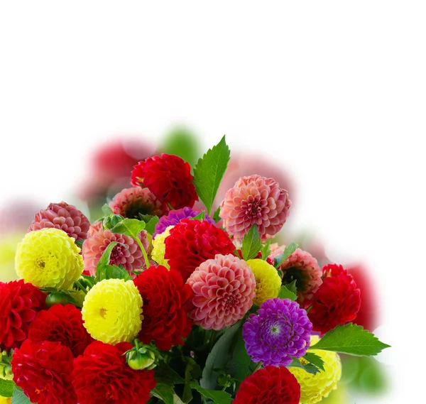 Ramo de flores Dahlia — Foto de Stock