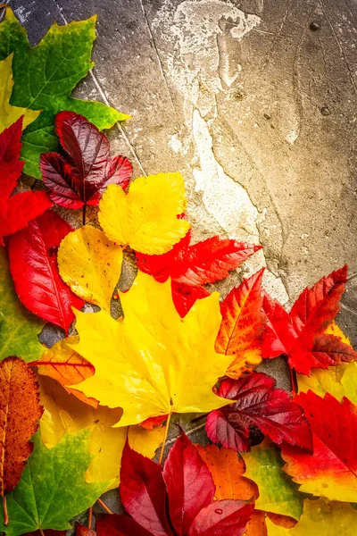 Natural fall leaves — Stock Photo, Image