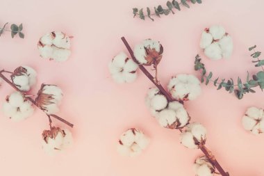 Eucaliptus çiçeklerle pamuk