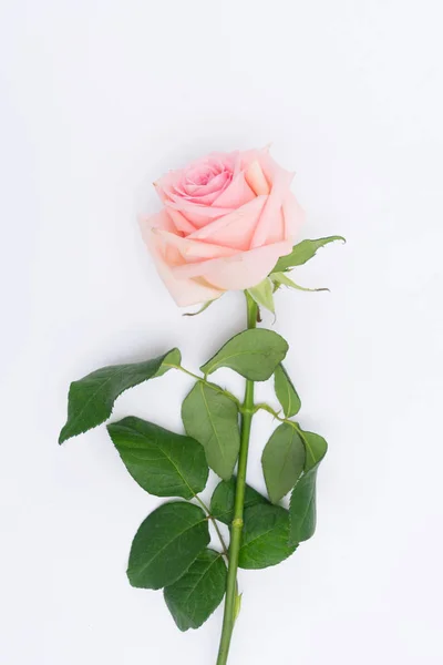 Flores de rosa frescas — Fotografia de Stock