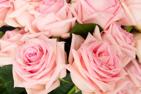 Pink fresh roses — Stock Photo, Image