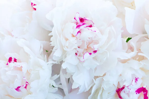 Fleurs de pivoine fraîches — Photo