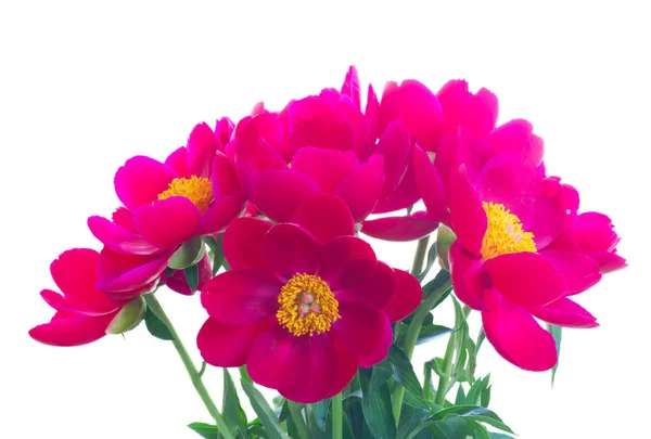 Свежие пионские цветы — стоковое фото