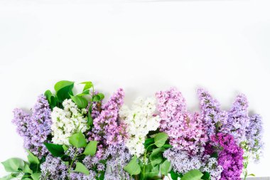 Taze leylak çiçekleri