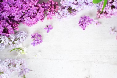 Taze leylak çiçekleri