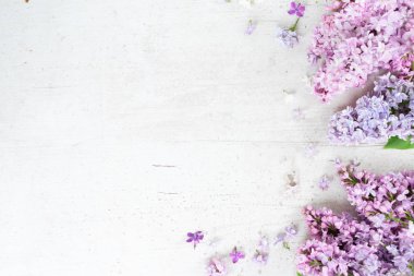 Taze leylak çiçekleri