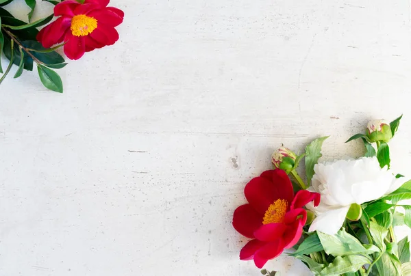 Flores frescas de peonía — Foto de Stock