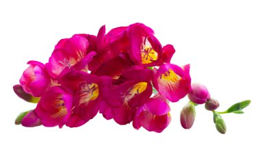 Freeseia taze çiçekler