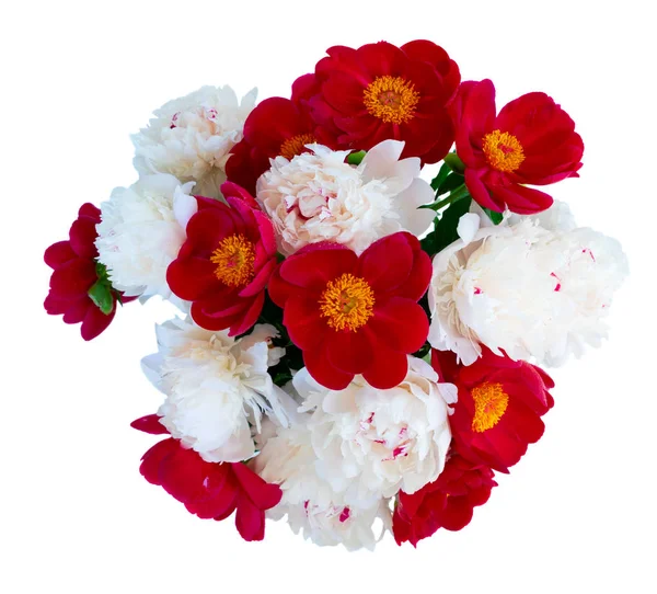 Świeże kwiaty piwonii — Zdjęcie stockowe