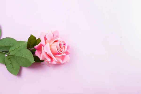 Rosas de flor violeta — Fotografia de Stock