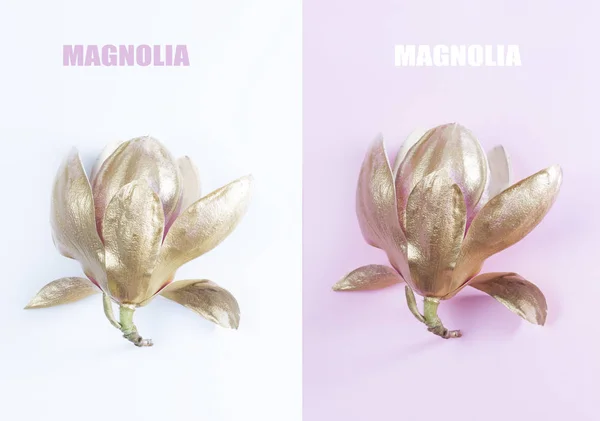 Magnolia Kukat valkoinen — kuvapankkivalokuva