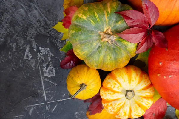 Harvest of pumpkins — Stock Photo, Image