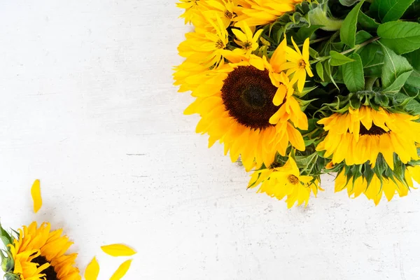 Girasoles sobre blanco — Foto de Stock