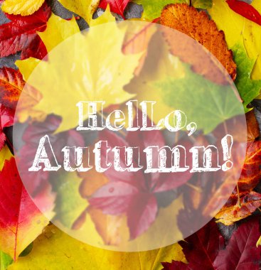 Doğal sonbahar yaprakları