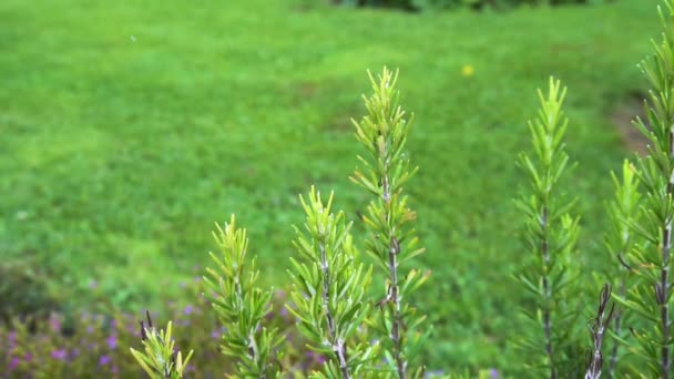 Rega de erva de alecrim no jardim — Vídeo de Stock