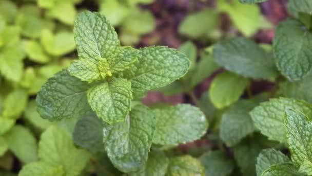 Jardín de hierbas con menta — Vídeo de stock