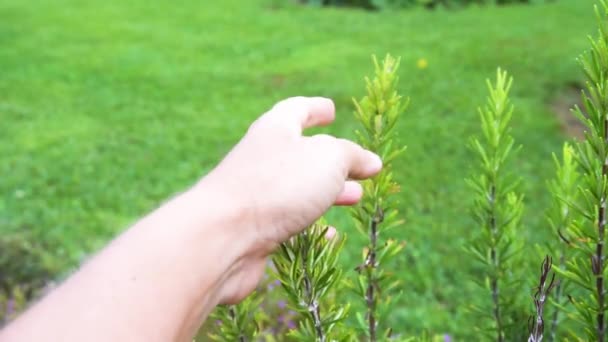 Drenken van rozemarijn kruid in de tuin — Stockvideo