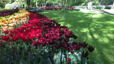 Pembe ve Kırmızı laleler