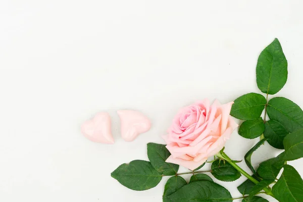 Свіжі рожеві квіти — стокове фото